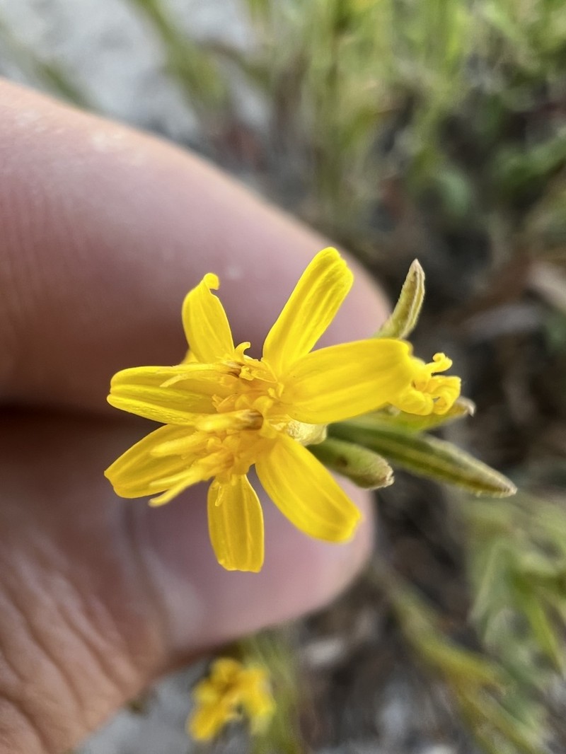 Lone Mesa Snakeweed