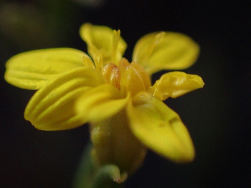Lone Mesa Snakeweed photo 2