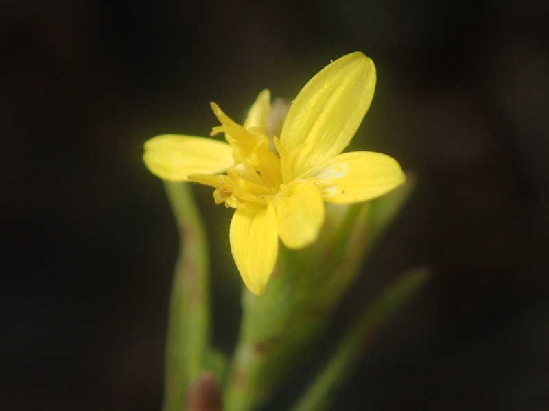 Lone Mesa Snakeweed photo 3