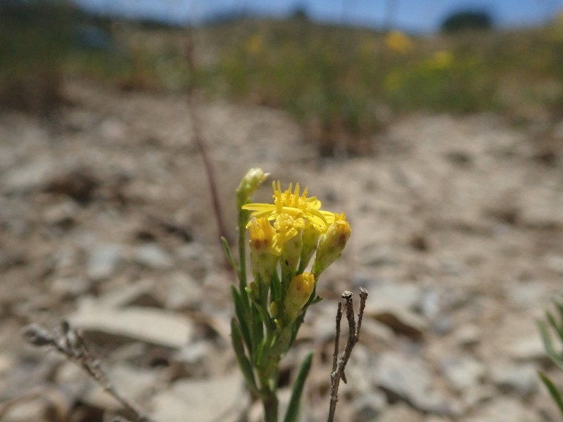 Lone Mesa Snakeweed photo 4