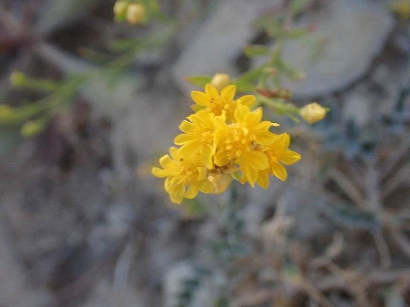 Lone Mesa Snakeweed photo 5