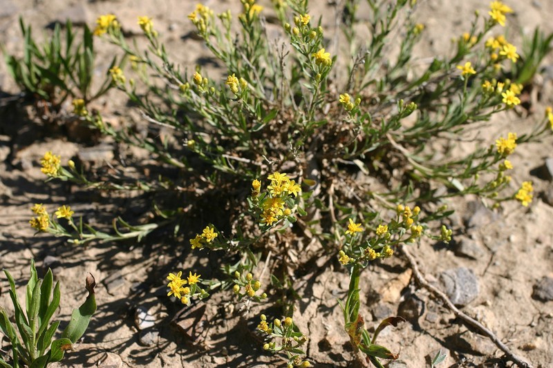 Lone Mesa Snakeweed photo 6