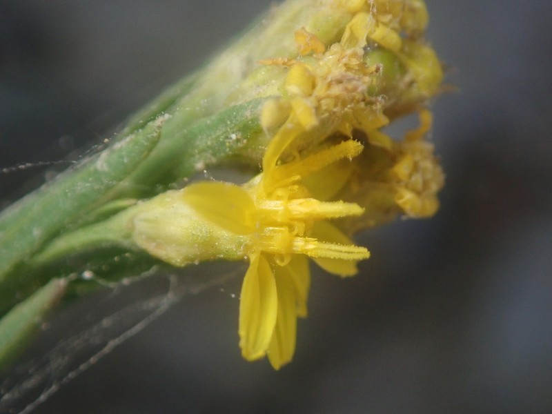 Lone Mesa Snakeweed photo 7