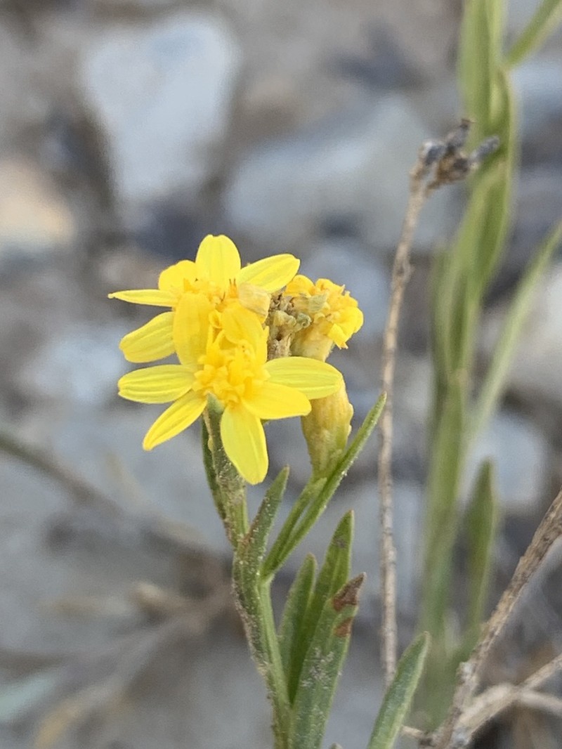 Lone Mesa Snakeweed photo 8