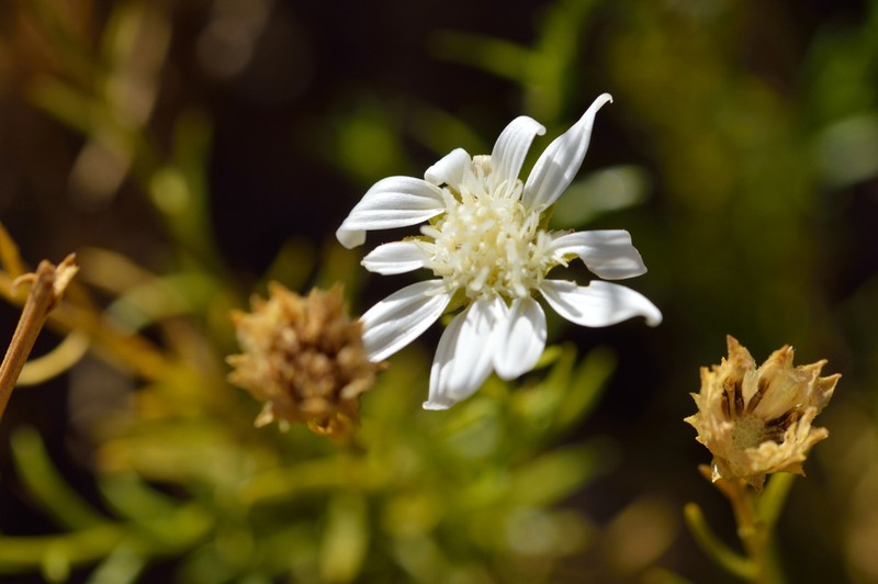 Gutierrezia gayana