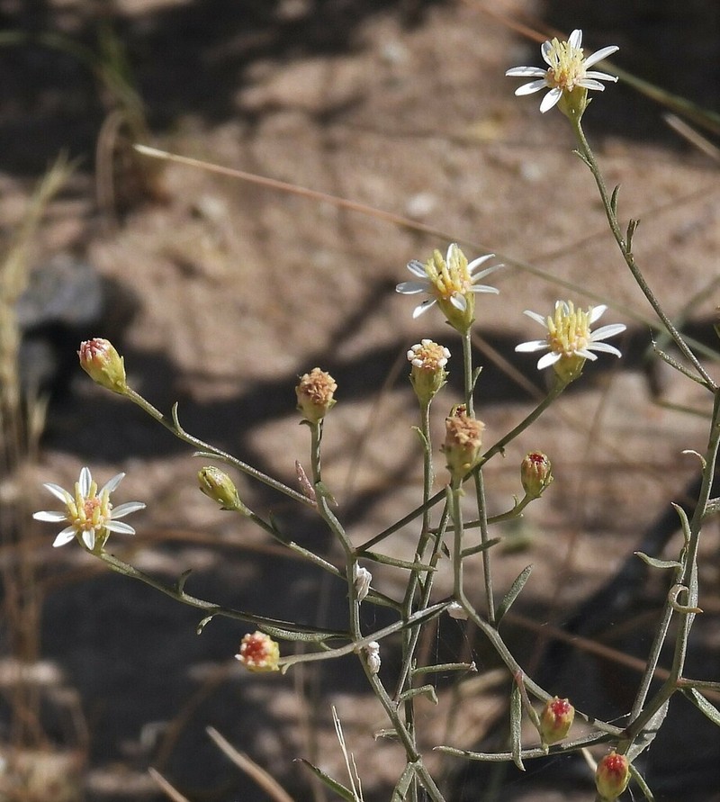 Gutierrezia gilliesii