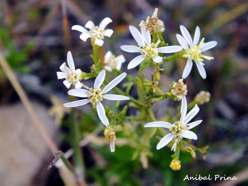 Gutierrezia gilliesii photo 2