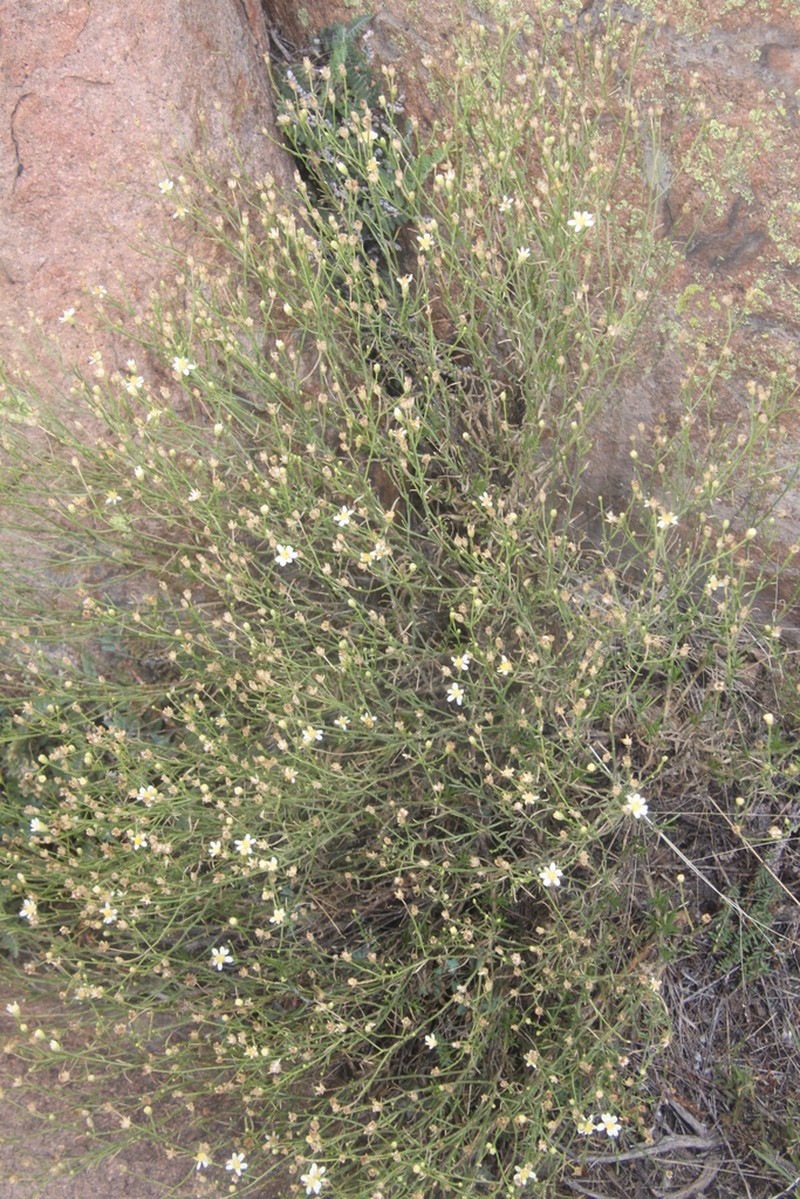 Gutierrezia gilliesii photo 5