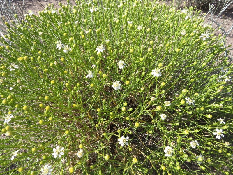 Gutierrezia gilliesii photo 6