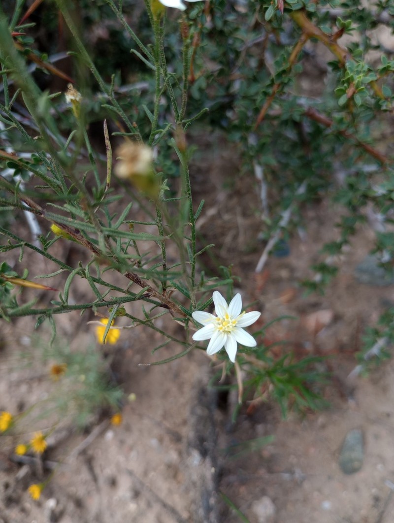 Gutierrezia gilliesii photo 8