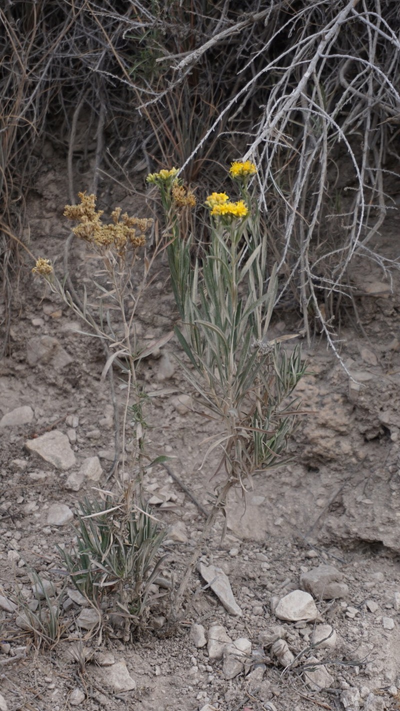 Gutierrezia grandis