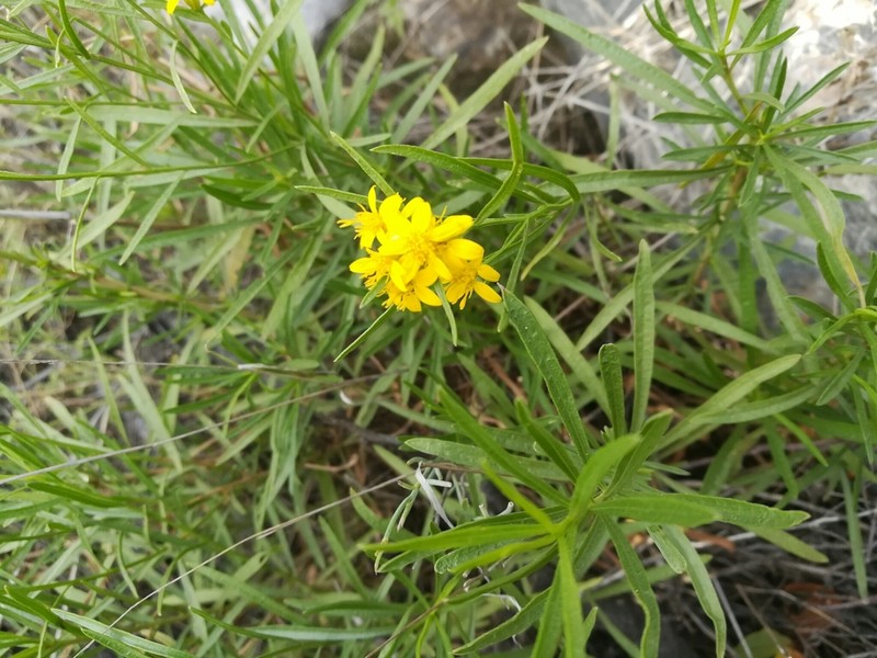Gutierrezia grandis photo 2