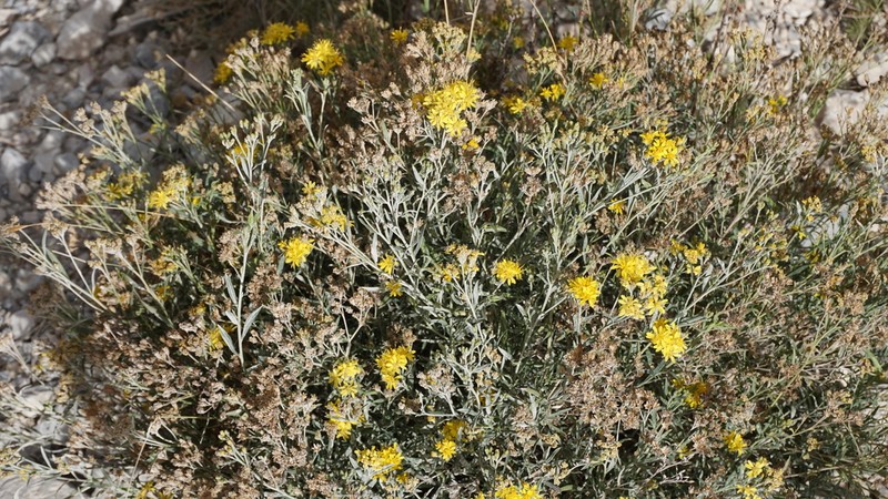 Gutierrezia grandis photo 3