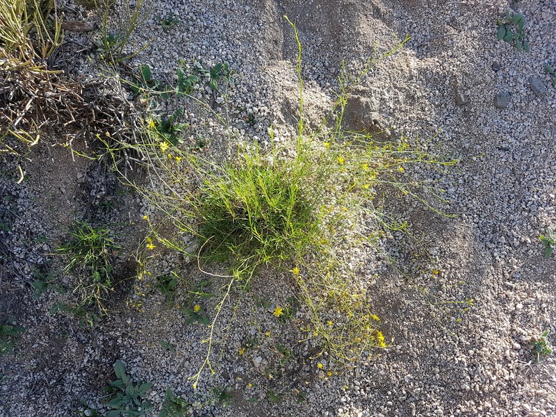 Gutierrezia isernii