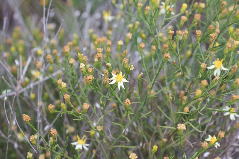 Gutierrezia isernii var. nivea