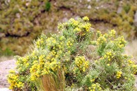 Gutierrezia mandonii