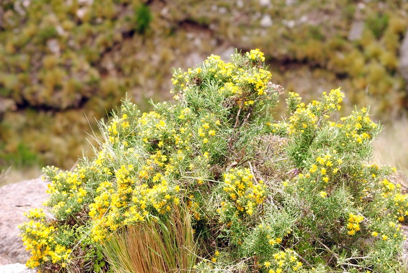 Gutierrezia mandonii