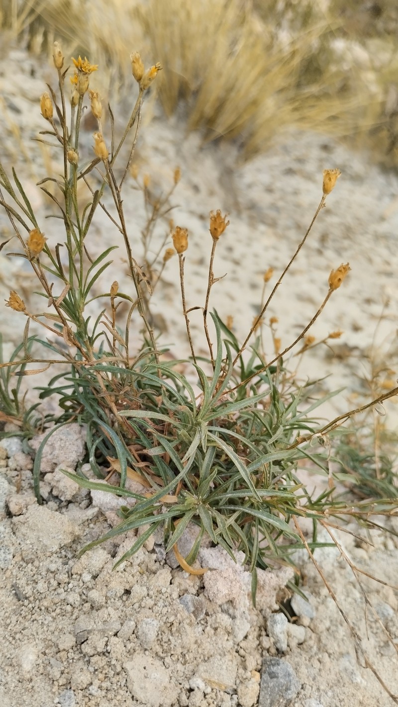 Gutierrezia mandonii var. mandonii