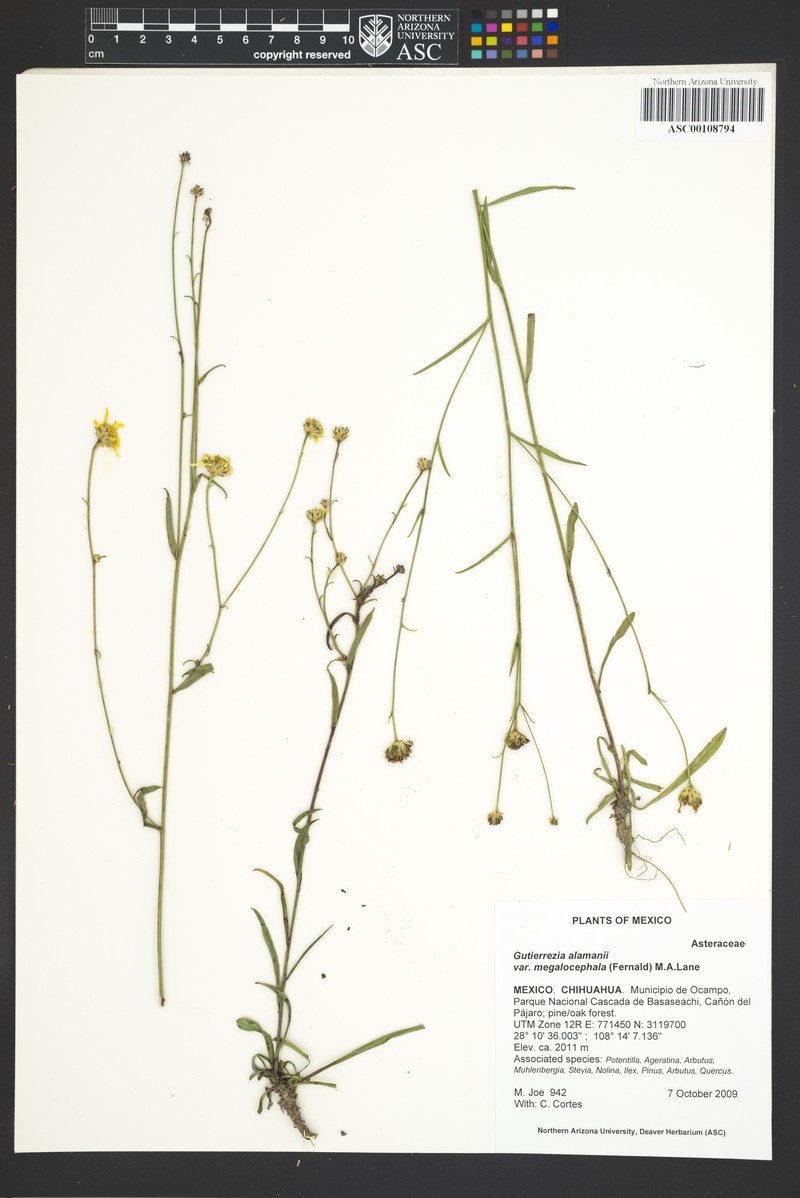 Gutierrezia megalocephala