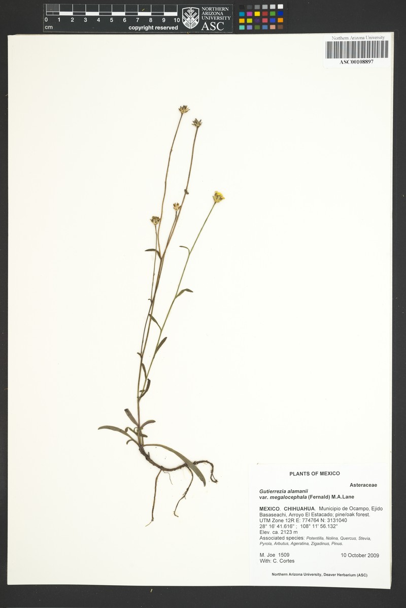 Gutierrezia megalocephala photo 2