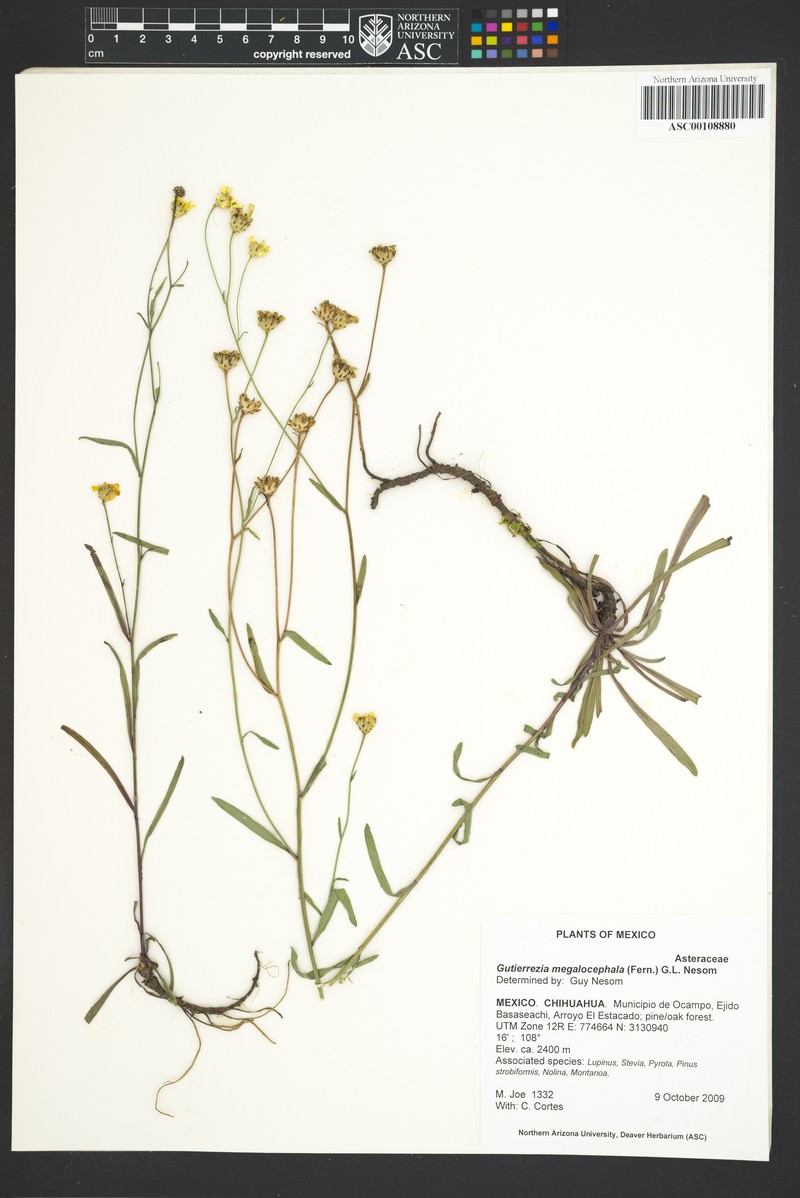 Gutierrezia megalocephala photo 3
