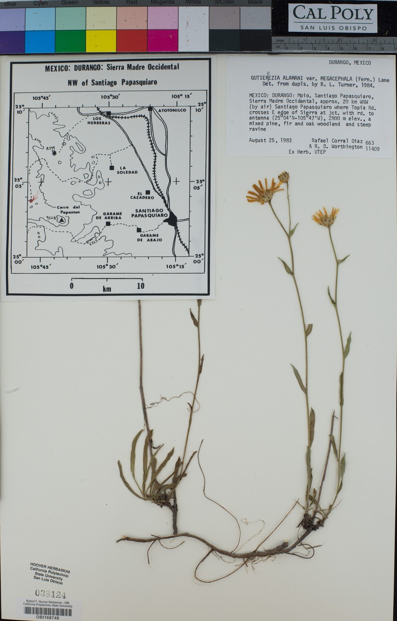 Gutierrezia megalocephala photo 4