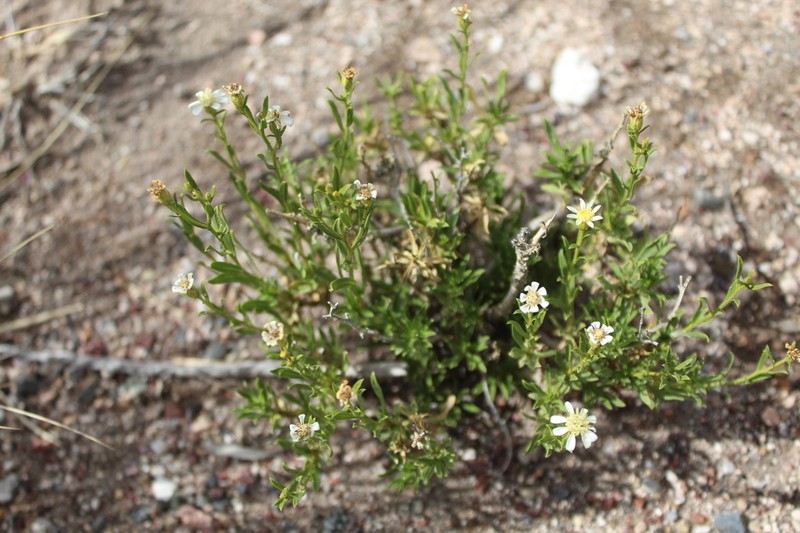 Gutierrezia mendocina