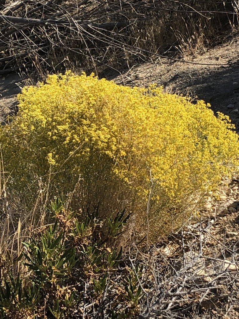 Threadleaf Snakeweed