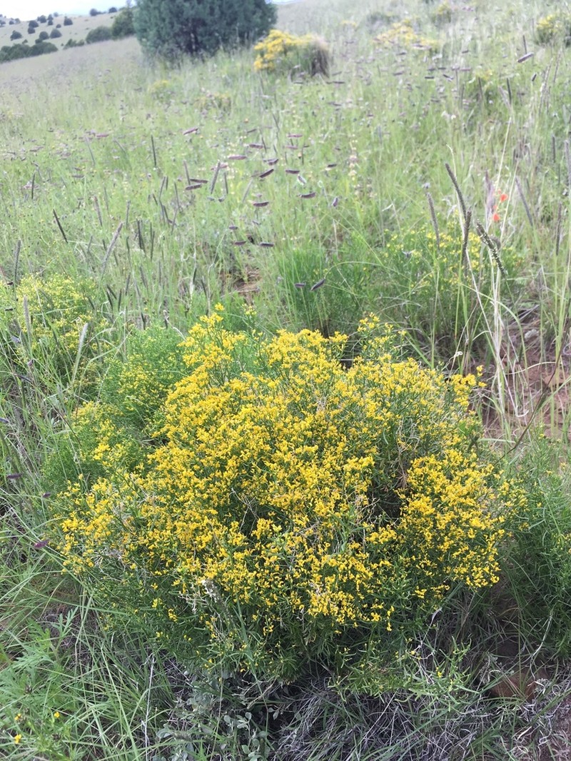 Threadleaf Snakeweed photo 2