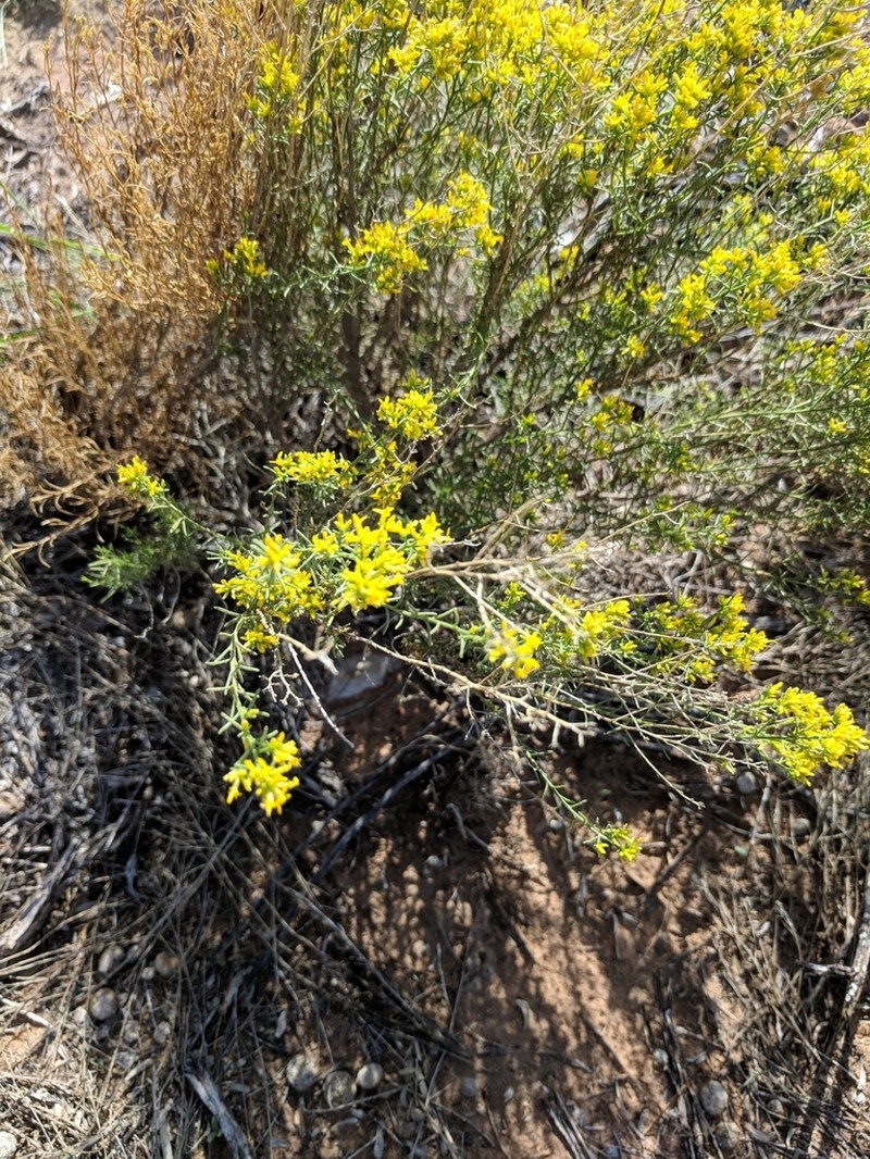 Threadleaf Snakeweed photo 3