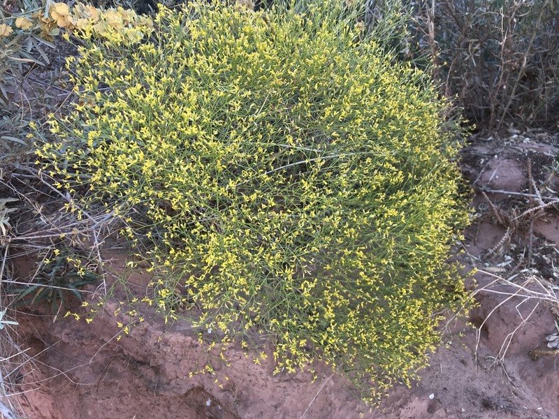 Threadleaf Snakeweed photo 4