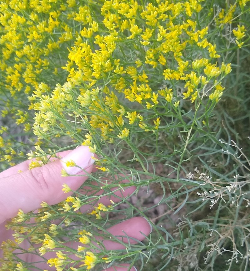Threadleaf Snakeweed photo 5