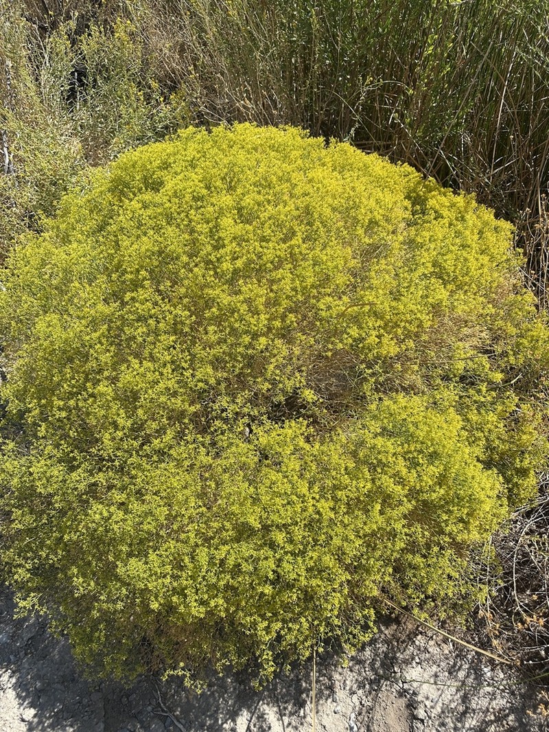 Threadleaf Snakeweed photo 6