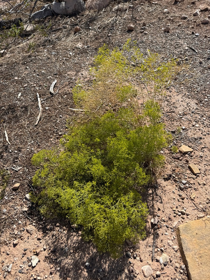 Threadleaf Snakeweed photo 7