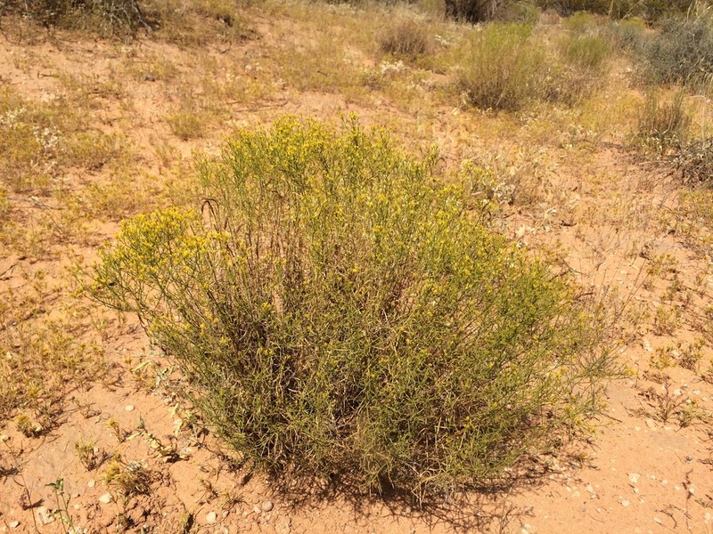 Threadleaf Snakeweed photo 8