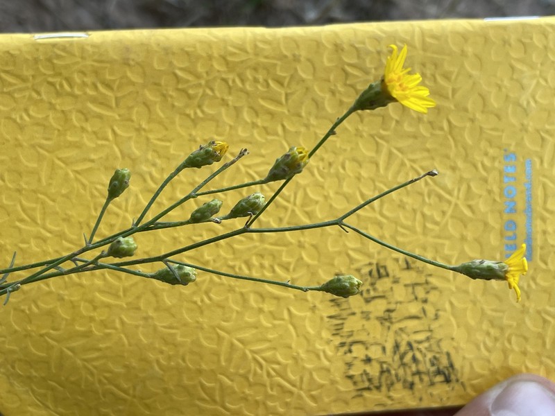 San Pedro Snakeweed photo 5