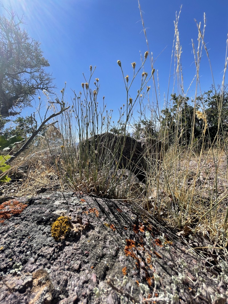 San Pedro Snakeweed photo 6