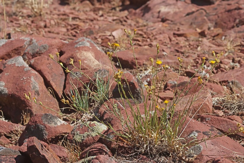 San Pedro Snakeweed photo 7