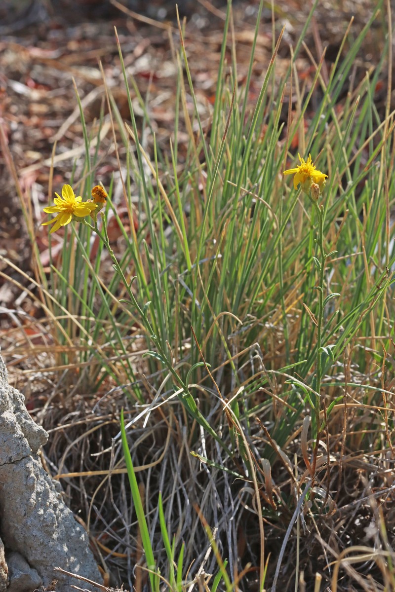 San Pedro Snakeweed photo 8