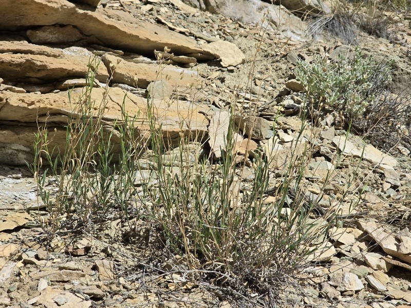 Gutierrezia pomariensis