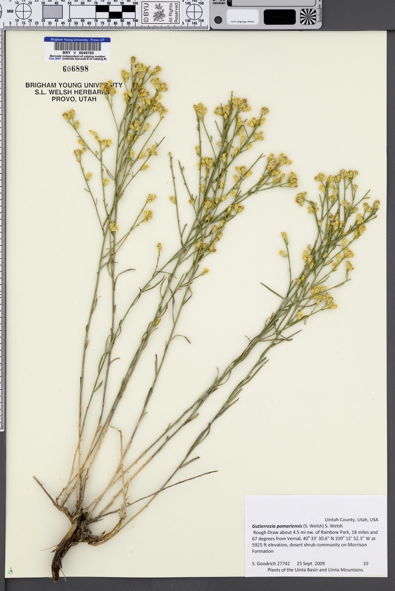 Gutierrezia pomariensis photo 3