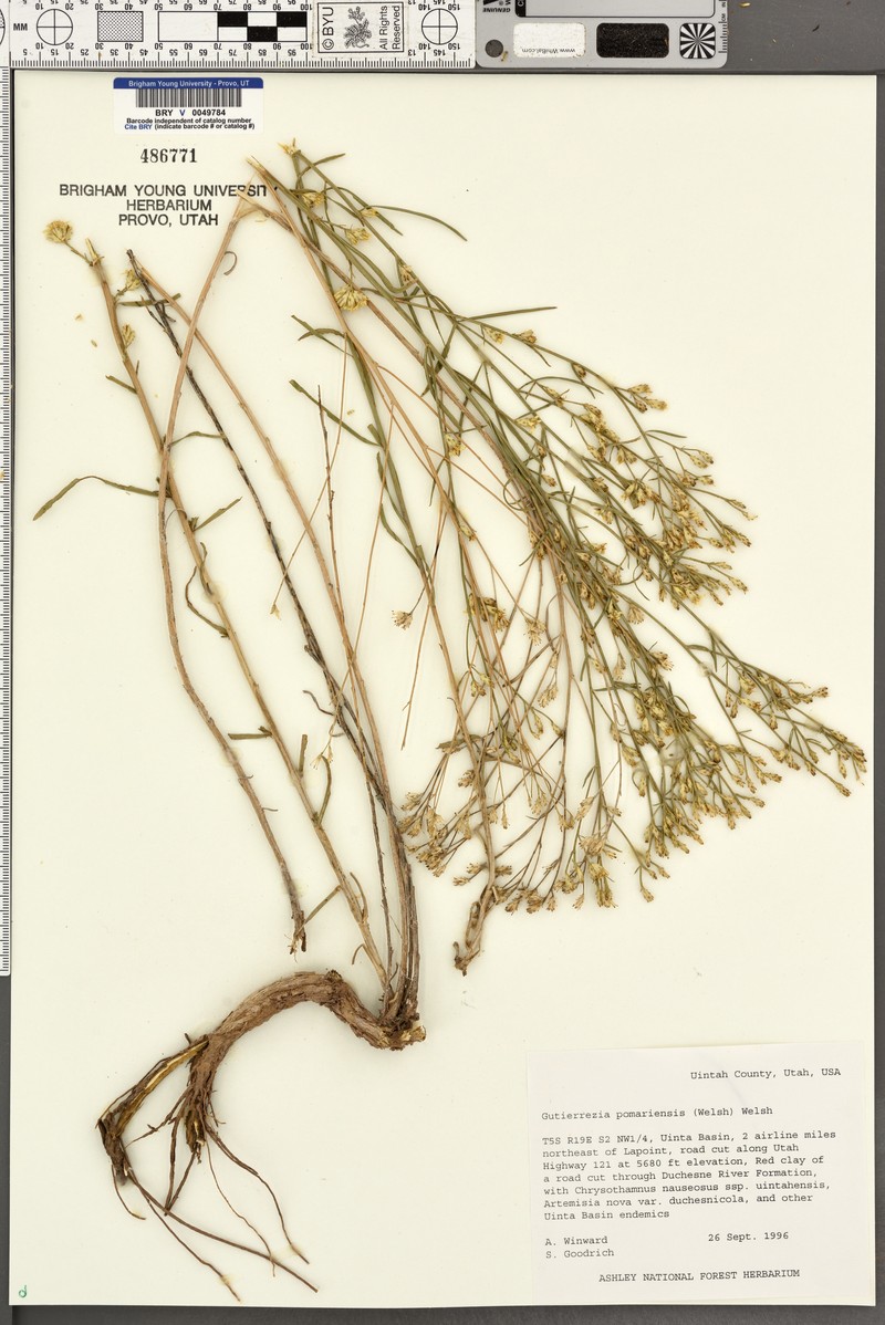 Gutierrezia pomariensis photo 4