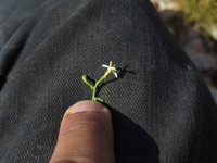 Gutierrezia ramulosa