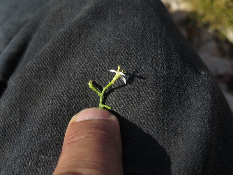 Gutierrezia ramulosa