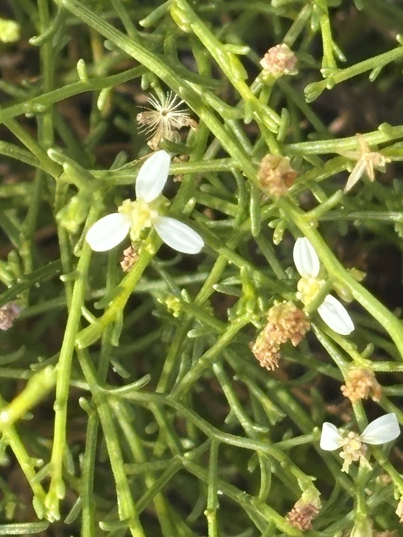Gutierrezia ramulosa photo 2