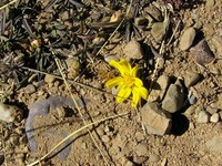 Gutierrezia repens