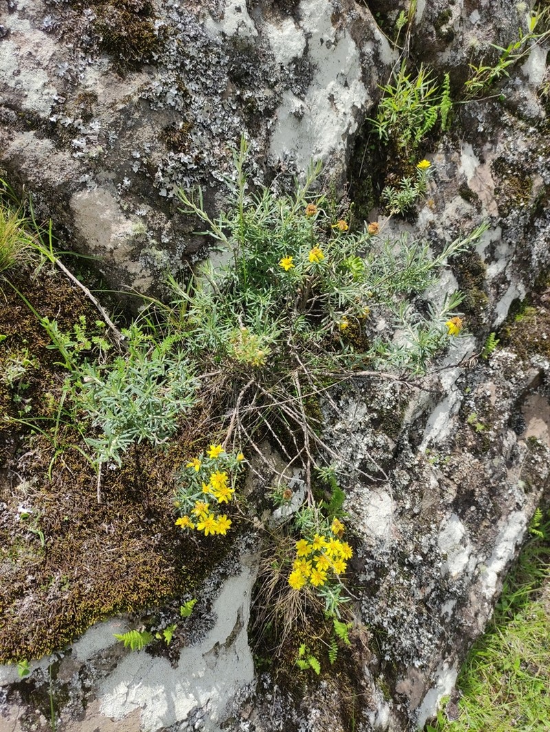 Gutierrezia repens photo 2