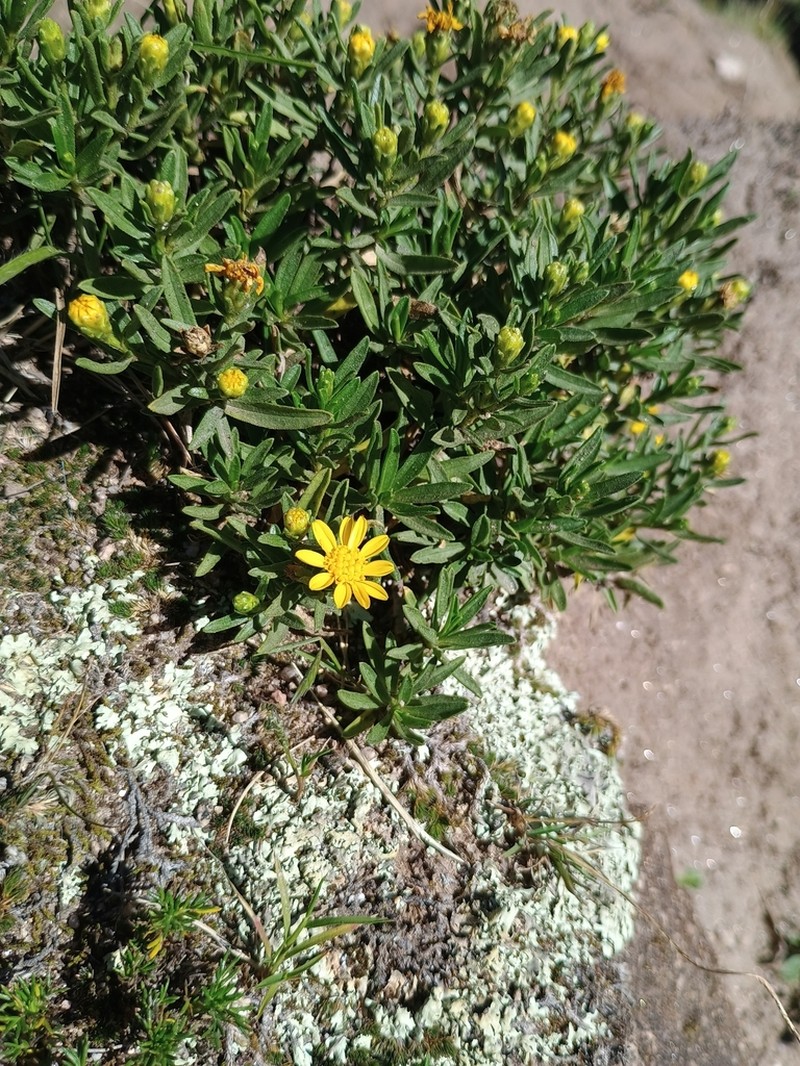 Gutierrezia repens photo 3