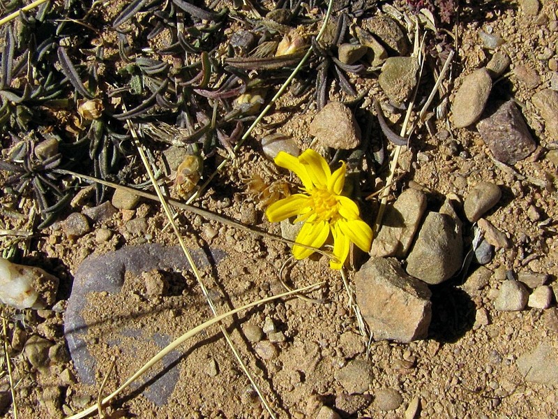 Gutierrezia repens photo 4