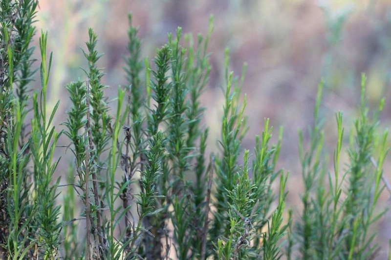 Gutierrezia resinosa